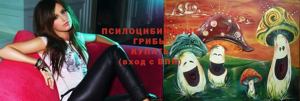 прущие грибы Абинск